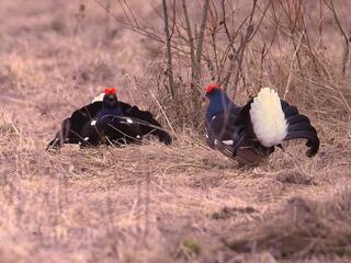 Тетеревиный ток. Танец утреннего леса