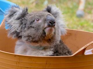 Коалы: испытание огнём