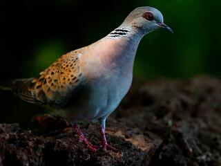 Долгий путь горлицы