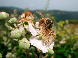 Тайны севеннских пчёл