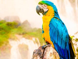 Река Амазонка