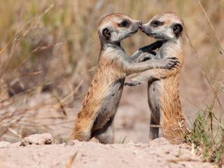 Животные: диалоги без слов