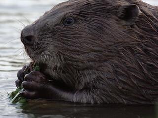 История бобра