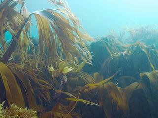 Подводные леса ламинарии