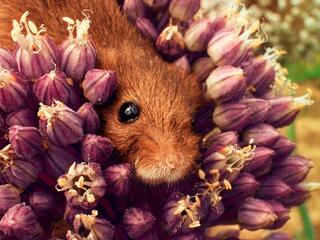 Полевая мышь: акробат на лугах