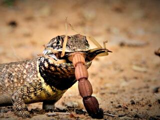 В шкуре зверя