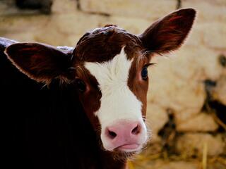 Коровий дар