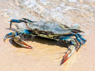 Нашествие голубого краба
