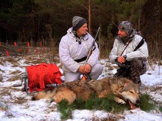 На волка псковским нагоном