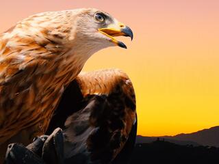 Король гор - беркут