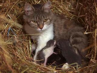 Легко ли быть котёнком?