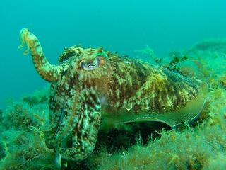 Средиземное море: возрождение