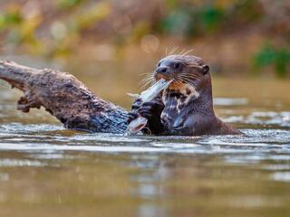 Пруды Бренна