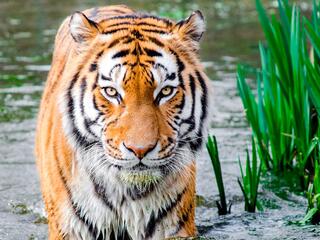 Изумрудный лес