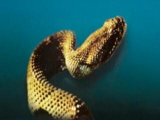 Гремучая змея