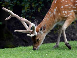 Его Величество Олень!