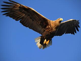 Король морей - орлан