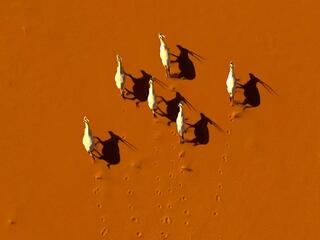 За горизонтом: Дикая природа Саудовской Аравии