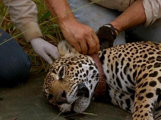 Жизнь вопреки