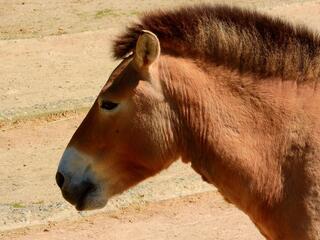 Вторая жизнь
