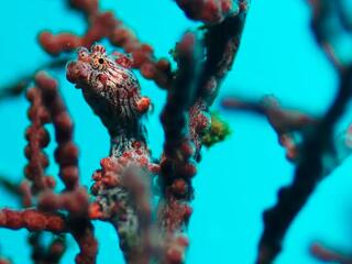 Странные создания океанов