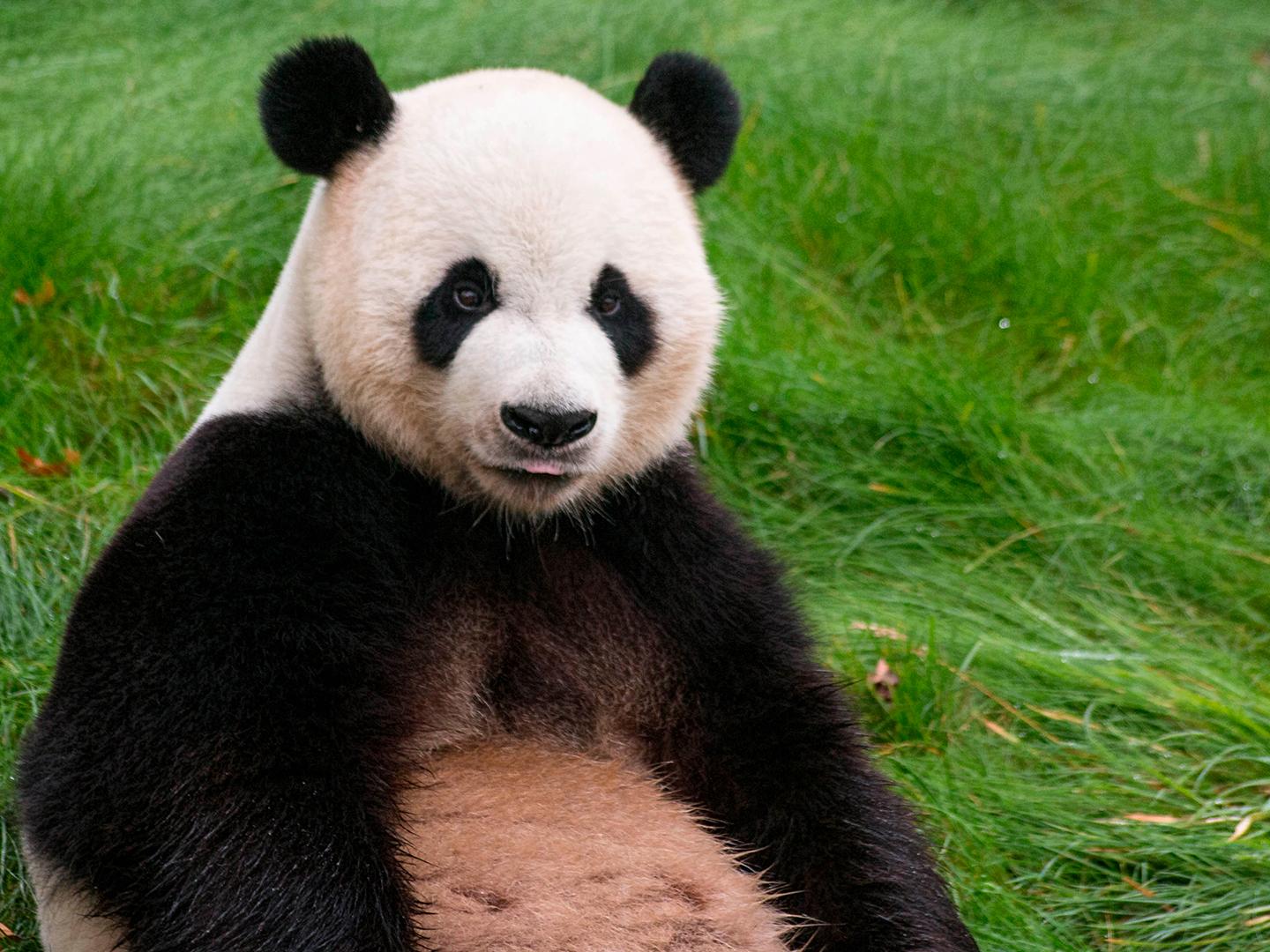Китайские панды