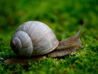 Улитка Башкортостан