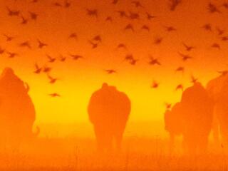 Одиссея европейского зубра