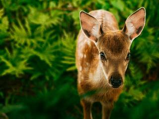 Бэмби. История жизни в лесу