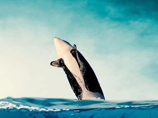 Миграции: большой заплыв