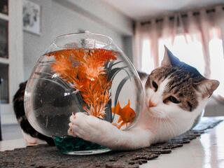 Тайная жизнь питомцев