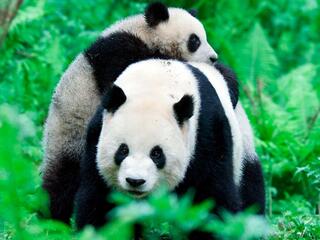 Секреты дикой природы