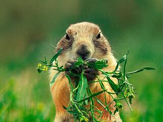Луговые собачки - жизнь на Диком Западе