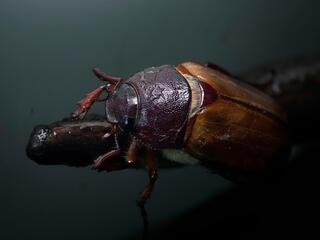 Майские жуки Татарстан