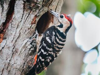 Седоголовый дятел Башкортостан