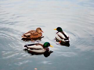 Утки на лесном пруду Удмуртия
