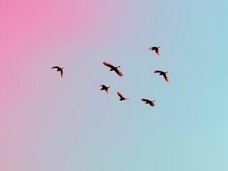 Крачки на лесном пруду Удмуртия