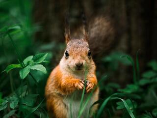 Белки Удмуртия