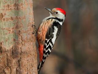 Белоспинный дятел Башкортостан