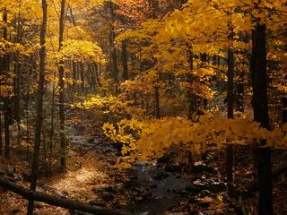 Чудеса дикой природы Новой Англии