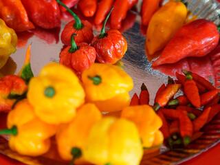 Охотник за чили