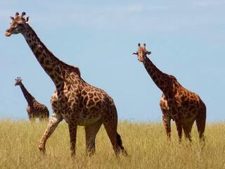 Возрождение Саванны