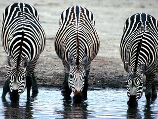 Охота одноглазки