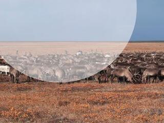 Жизнь Макара Явункодэ, путника из рода Дальних людей