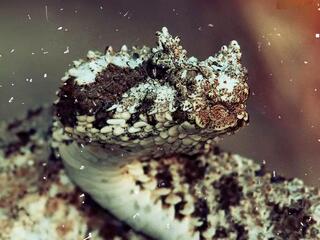 Аламто - страна рептилии