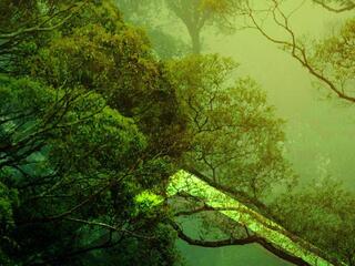 Жизнь тропического леса