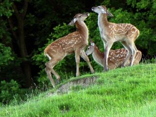 Лесные сезоны