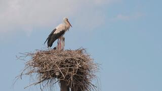 Голос Псковской земли