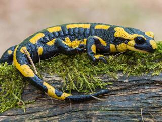 Саламандра. Битва за выживание