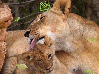 Матери в дикой природе